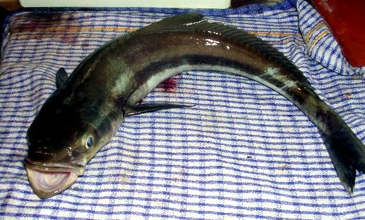 Rachycentron canadum_04.jpg